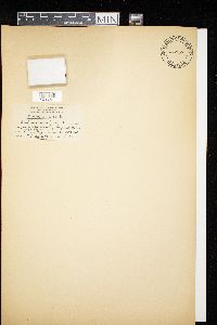 Media resource of Diderma trevelyani