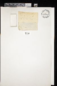 Media resource of Diderma spumarioides