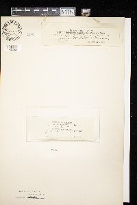 Didymella applanata image