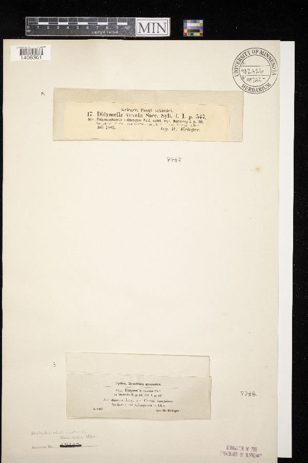 Leiosphaerella vexata image