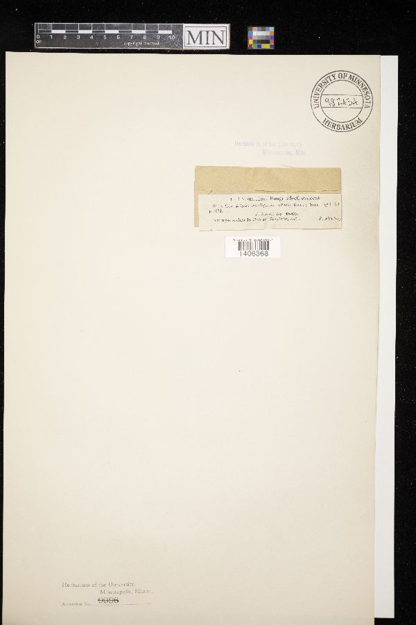 Chondrioderma difforme image