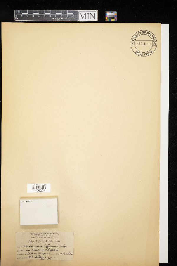 Didymium difforme image