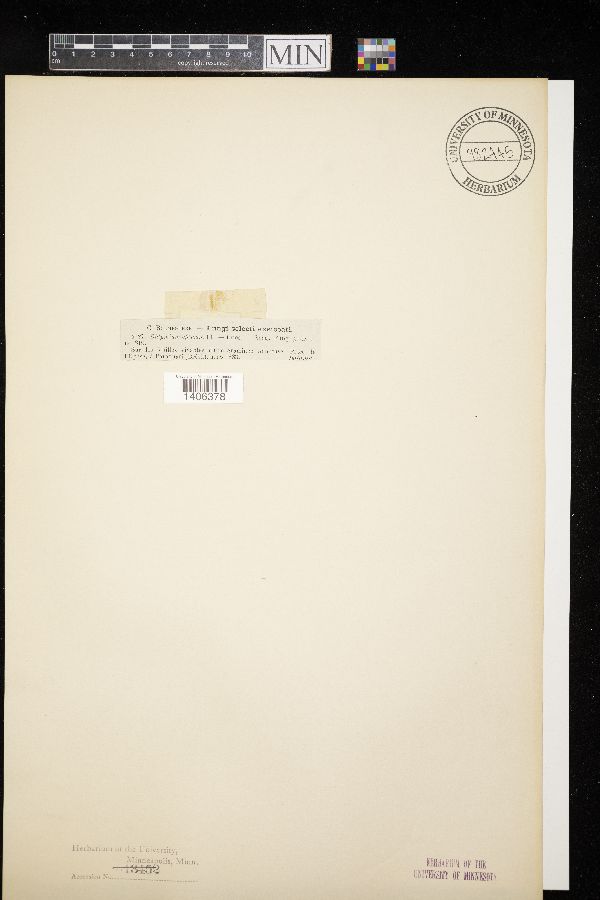 Didymium effusam image
