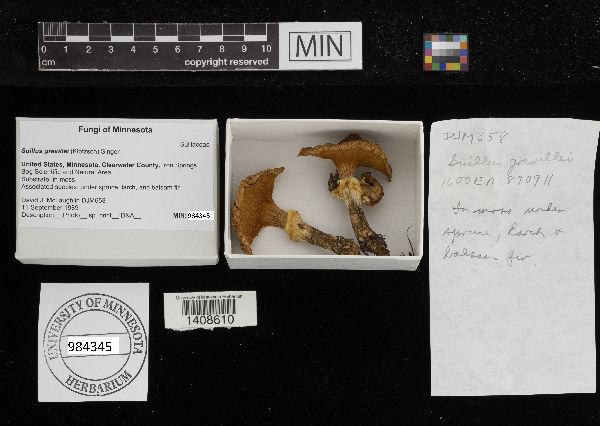 Suillus grevillei image