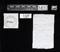 Suillus luteus image