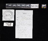 Leccinum insigne image