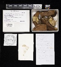 Leccinum insigne image