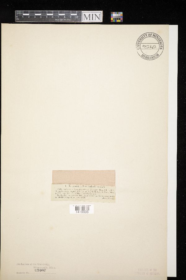 Didymium hemisphacricum image