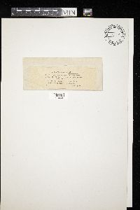 Didymium melanospermum image