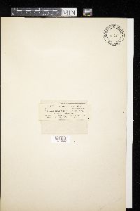 Didymium nigripes image