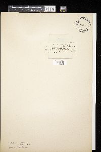 Didymium nigripes image