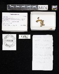 Leotia lubrica image