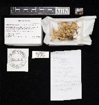 Alloclavaria purpurea image