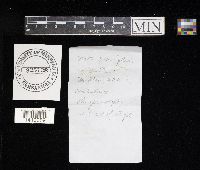 Megacollybia platyphylla image