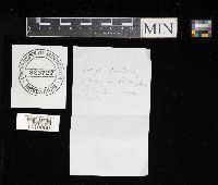 Cantharellus cinnabarinus image