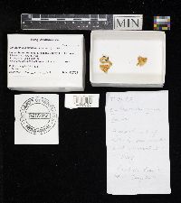 Cantharellus cinnabarinus image