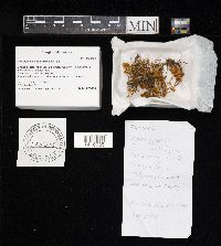 Xeromphalina kauffmanii image