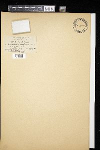 Didymium iridis image