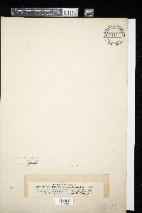 Amphisphaeria millepunctata image