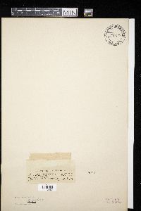 Amphisphaeria millepunctata image