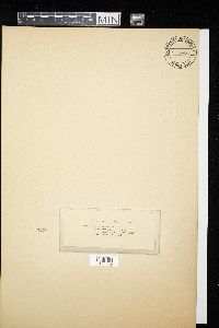 Didymosphaeria albescens image