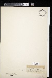 Media resource of Didymosphaeria ammophilae