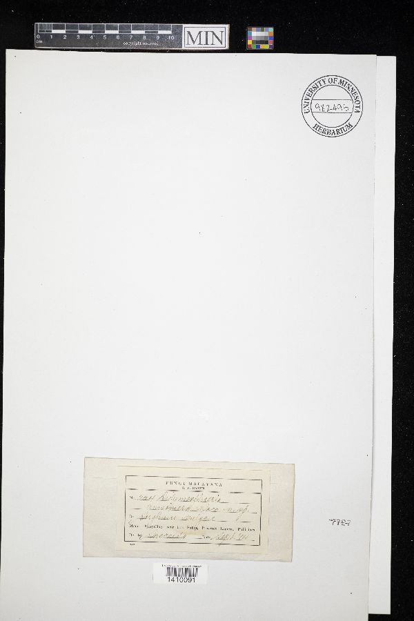 Didymosphaeria anisomera image