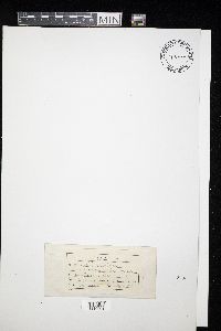 Media resource of Didymosphaeria anisomera