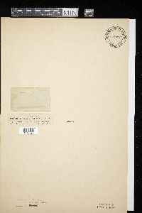 Didymella applanata image