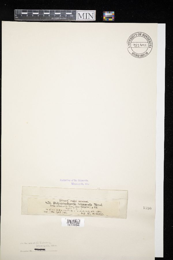 Didymosphaeria futilis image