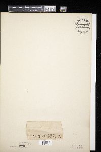 Didymosphaeria futilis image