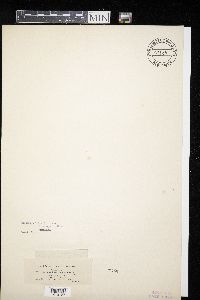 Hormotheca rubicola image