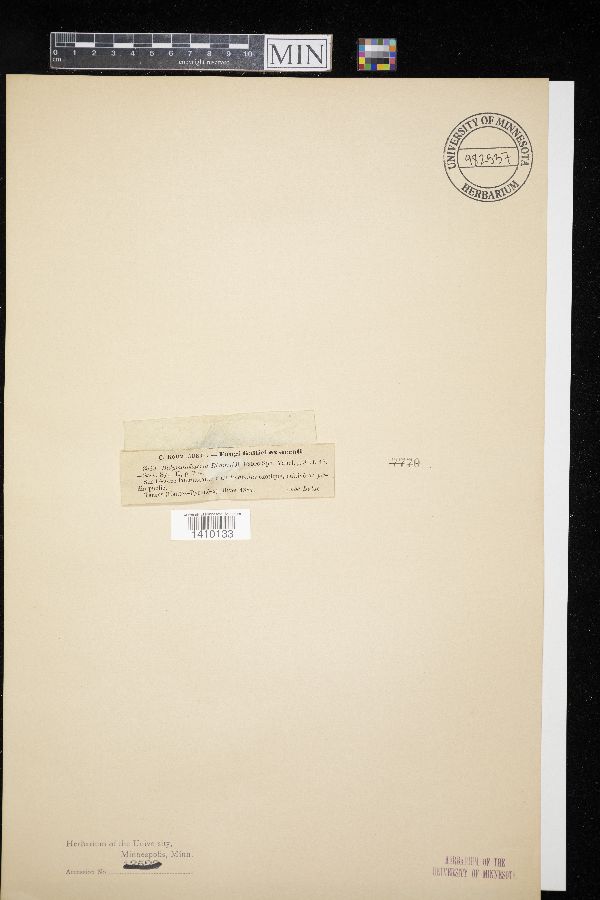 Didymosphaeriaceae image