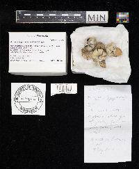 Astraeus hygrometricus image