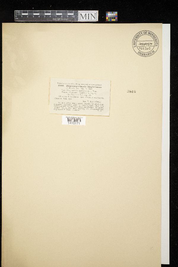 Protoventuria engleriana image