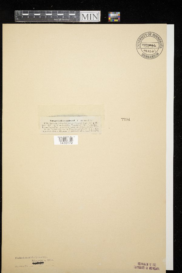 Dimerosporium abjectum image