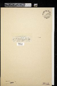 Media resource of Dimerosporium abjectum