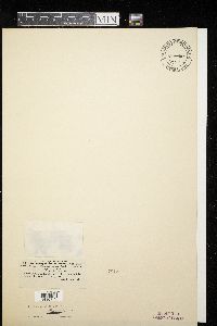 Dimerosporium abjectum image