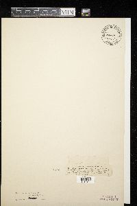 Dimerosporium abjectum image