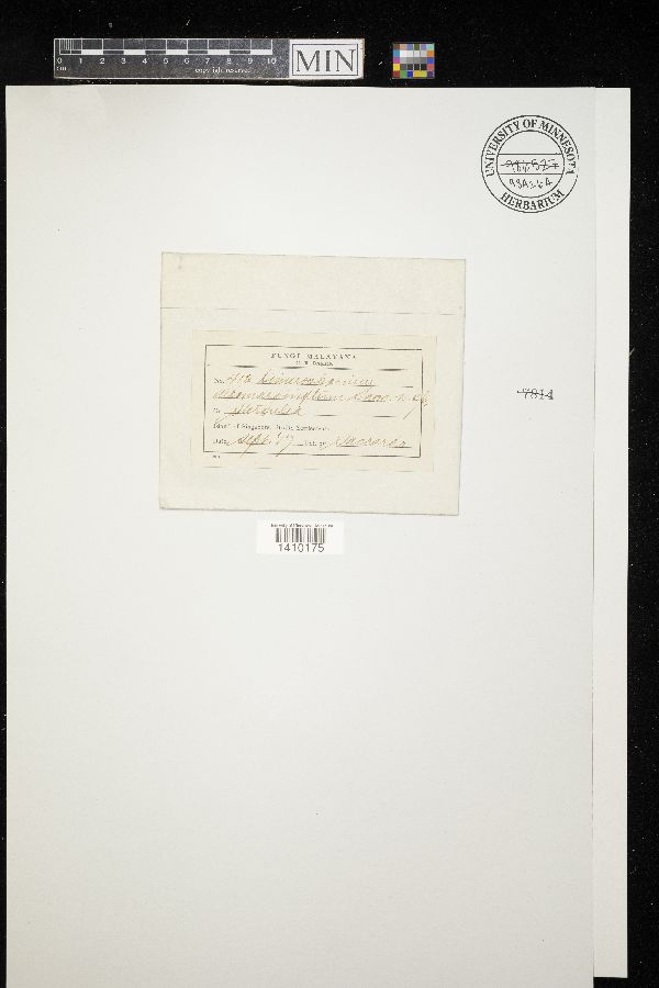 Dimerosporium albomarginatum image