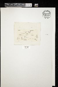 Media resource of Dimerosporium albomarginatum