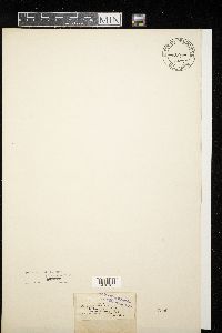 Acantharia echinata image