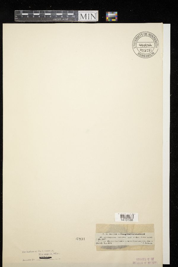 Dimerosporium eutrichum image