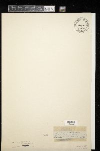 Media resource of Dimerosporium eutrichum