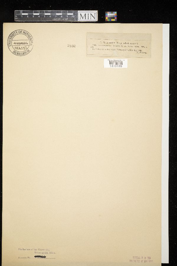 Dimerosporium epixylon image