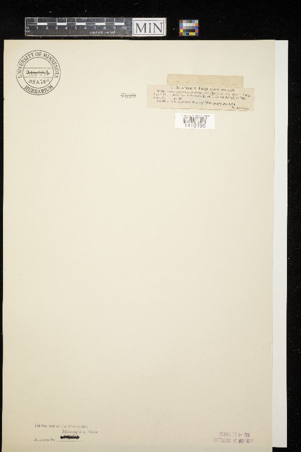 Dimerosporium solanicolum image