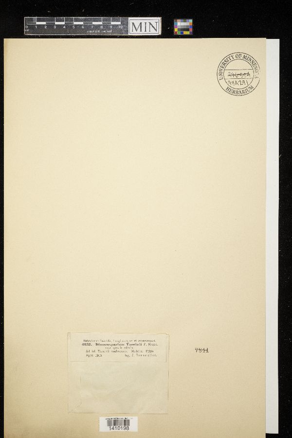 Dimerosporium vaccinii image