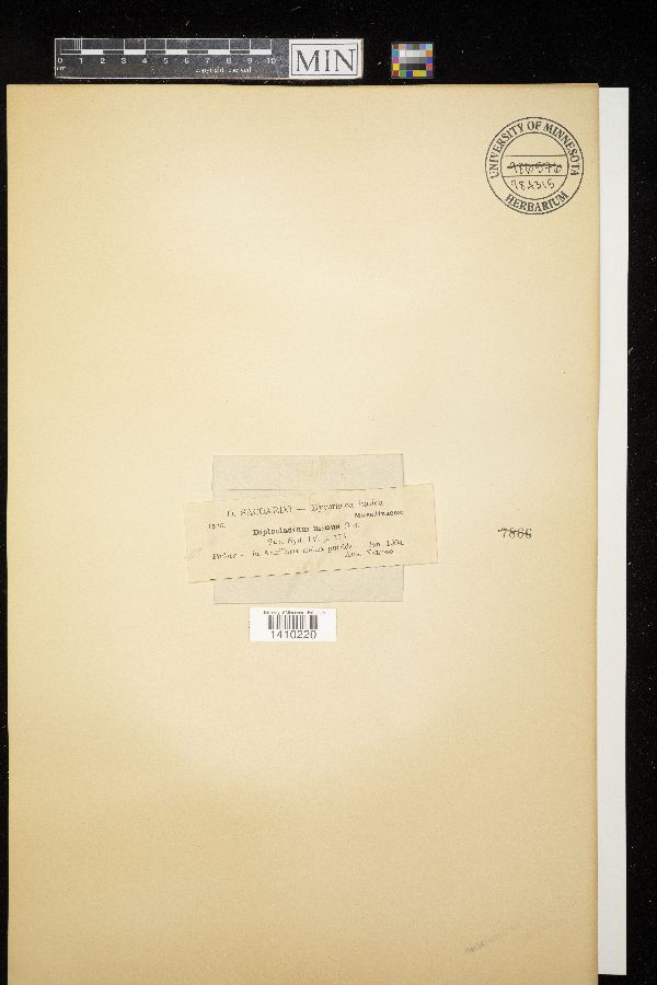 Hypomyces aurantius image