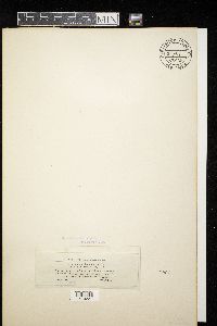 Hypomyces aurantius image