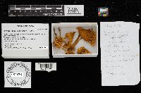 Hygrocybe coccinea image